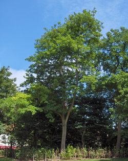 CONOSCERE LA ROBINIA - LEGNA DA ARDERE