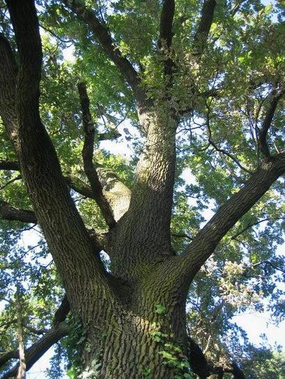 CONOSCERE LA QUERCIA - LEGNA DA ARDERE